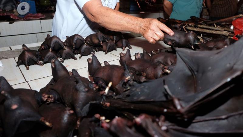 Bats at extreme wildlife market