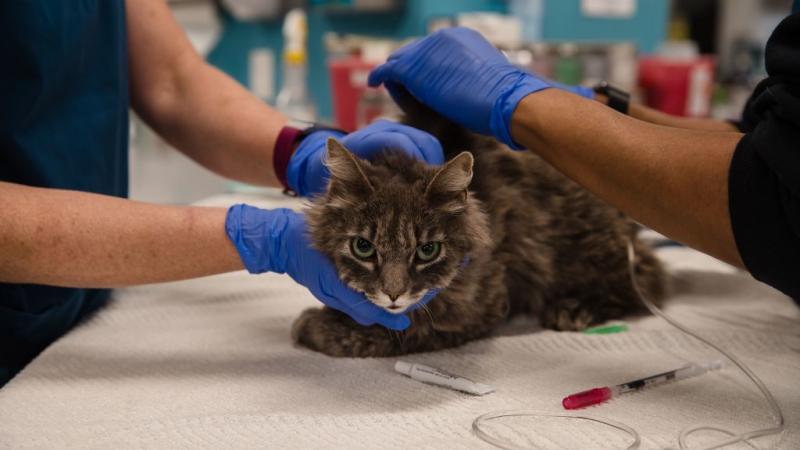 Cat at San Diego Humane Society on April 21, 2020