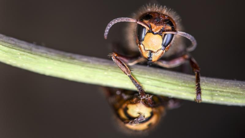 Giant Asian hornet