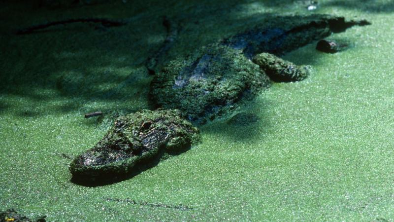 Alligator in Louisiana in May 1980