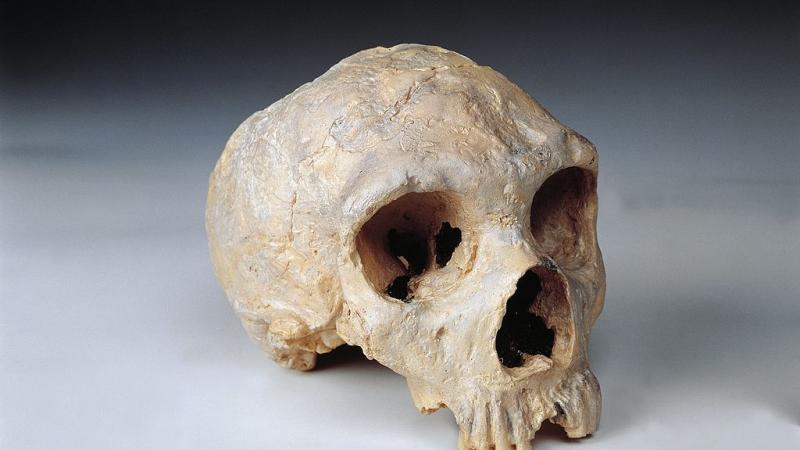 The skull of a Neanderthal woman