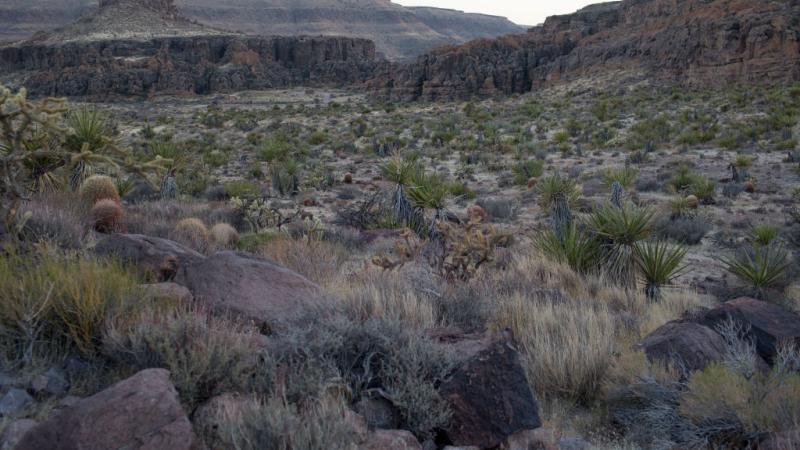 Mojave National Preserve in California