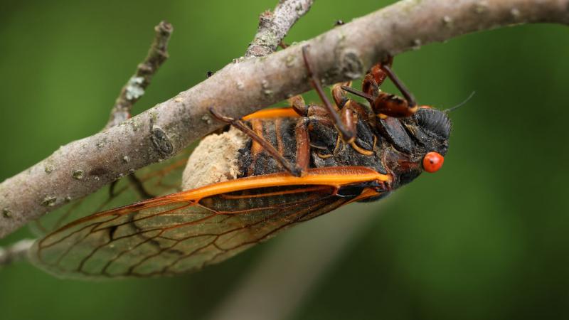 A cicada carrying the massospora fungus.