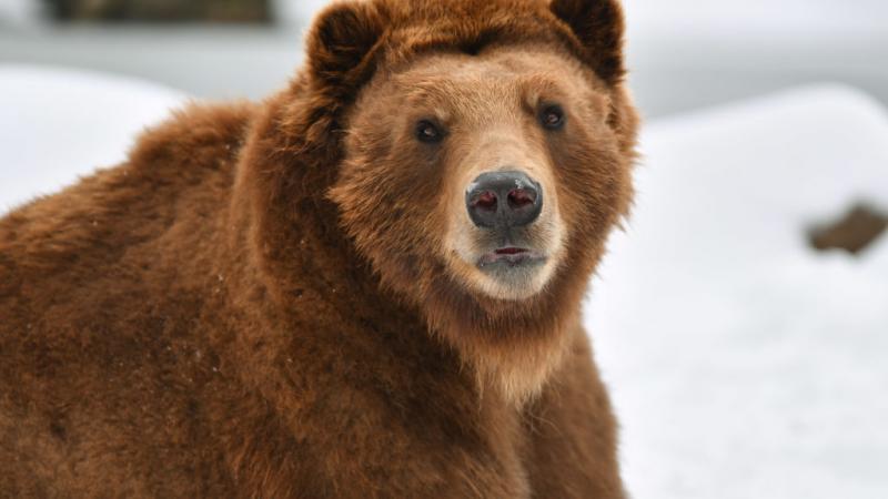 A grizzly bear