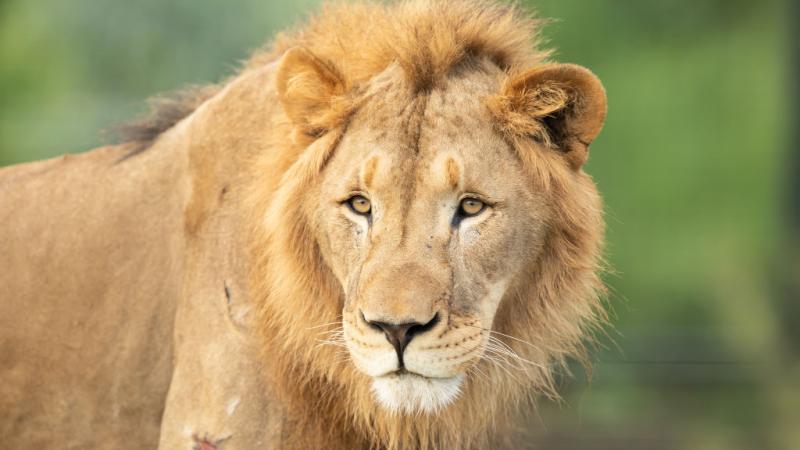 Animals at National Zoo get COVID-19