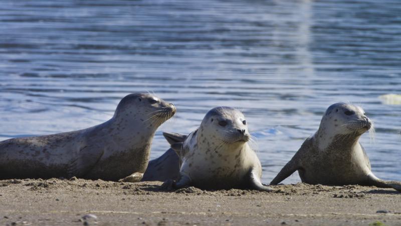 The Riot and the Dance doc