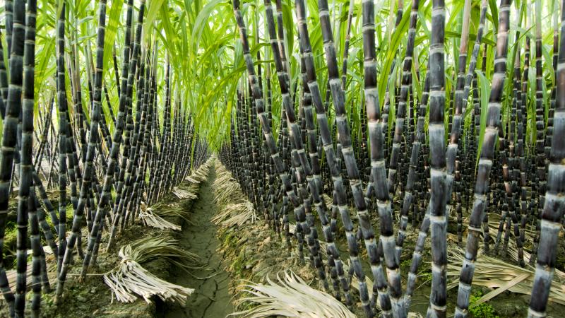 sugar plantation