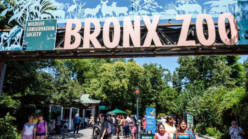 Woman jumps barrier near lion exhibit at Bronx Zoo