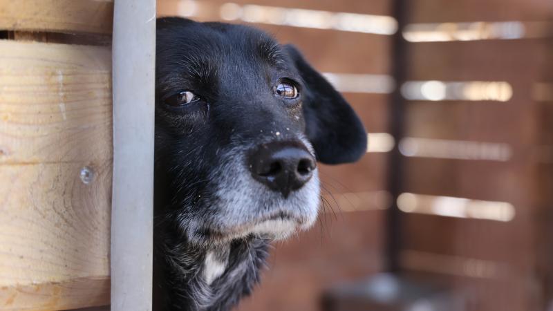 Stray dog at animal shelter