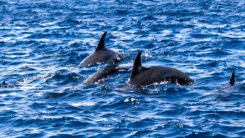 SpinnerDolphin