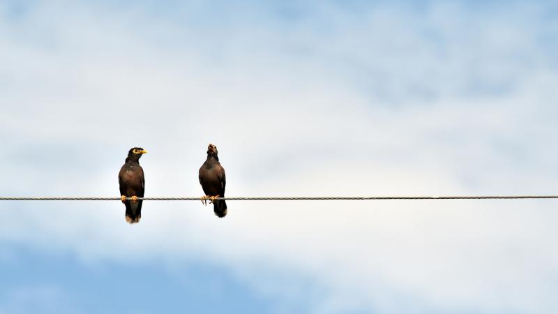 Birds perching on a cable
