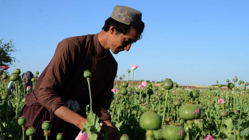An Afghan farmer in a poppy field