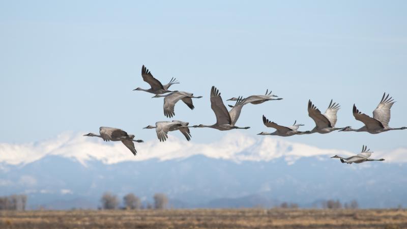 Some birds in Colorado
