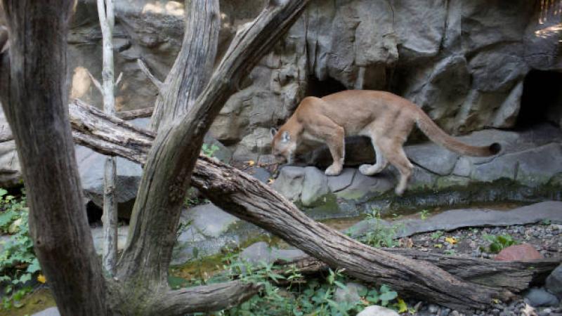Mountain lion