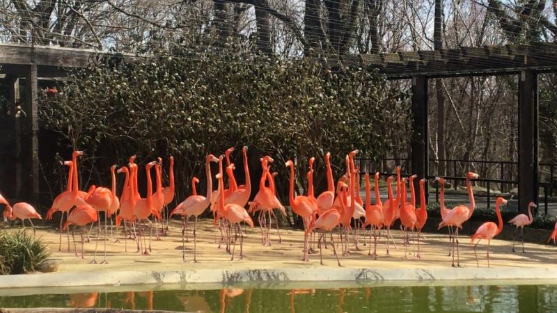 Flamingos, Smithsonian's National Zoo