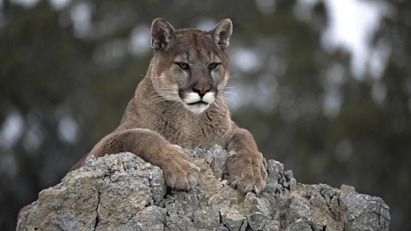 Cougar