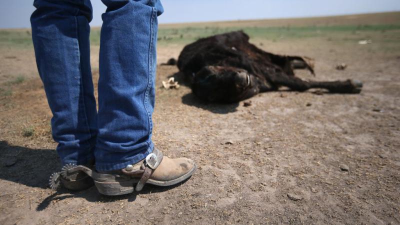 A dead cow in Colorado, 2012