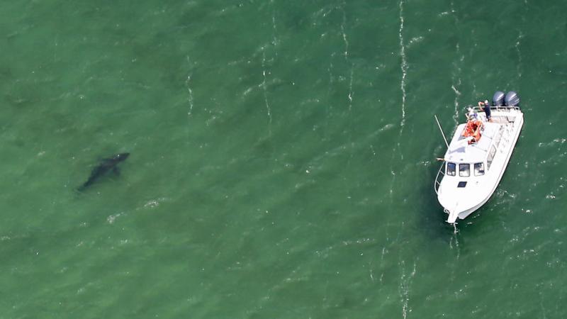 A great white shark spotted off Cape Cod, Aug. 2021