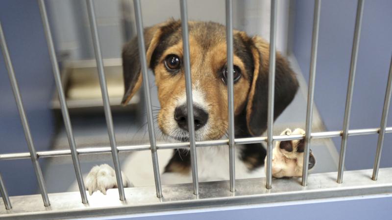 A young beagle mix is among the dozens of dogs awaiting adoption at a new Town of Islip animal shelter in Central Islip, New York on October 29, 2021.