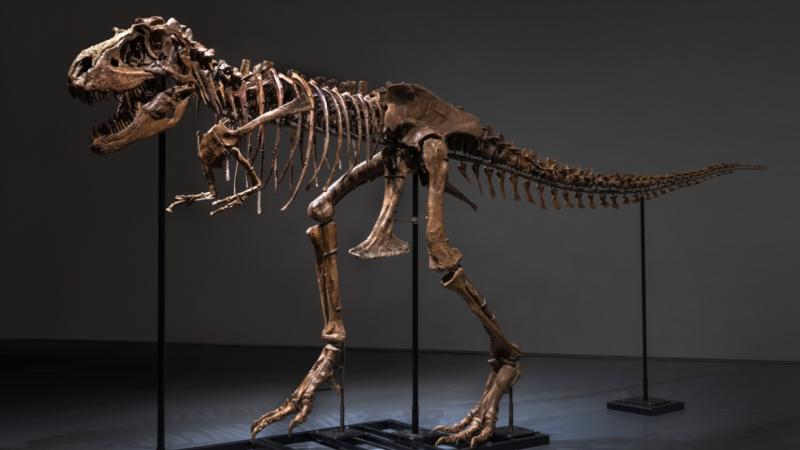 The Gorgosaurus skeleton