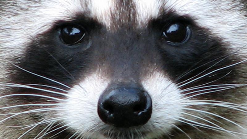 A raccoon
