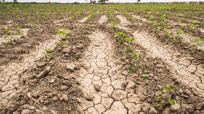 Meki Batu, Ethiopia - Young pepper plants growing in a dry cracked field at the Fruit and Vegetable Growers Cooperative in Meki Batu.