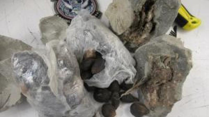 The bizarre smuggling discovery