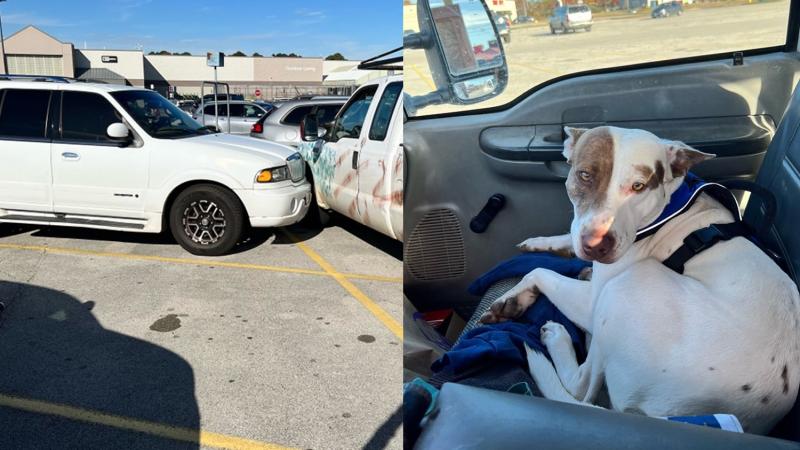 The crash scene with the dog in the car.