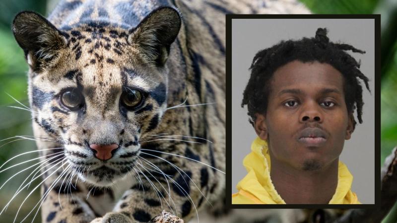 Clouded Leopard, National Zoo, insert: Daivon Irvin