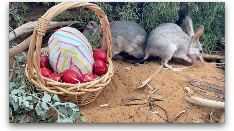 Zoo animals enjoy Easter-themed treats