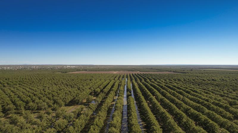 Pecan trees in Texas