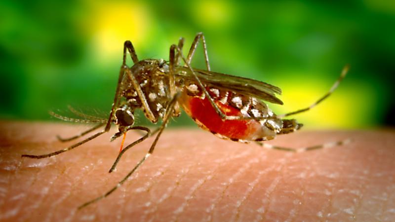 Mosquito, skin, 2005