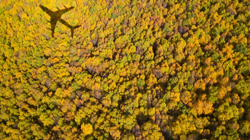 Forest with airplane shadow