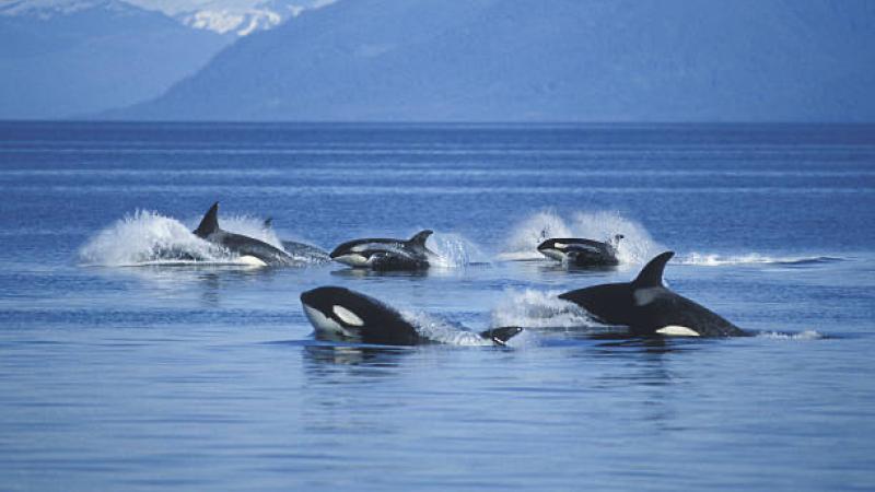 Killer Whales