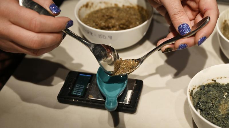 Psilocybin mushrooms, Denver, Colo., Nov. 6, 2021