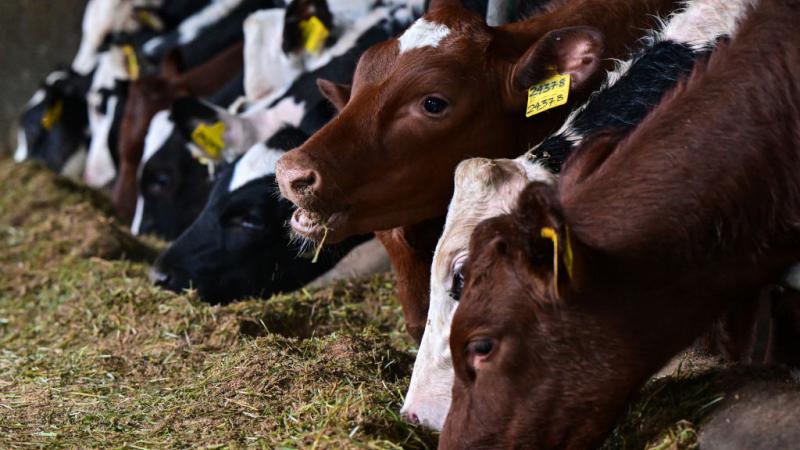 Milk cows feeding, stock photo