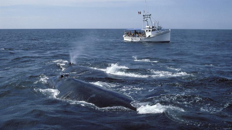 North Atlantic Right Whale