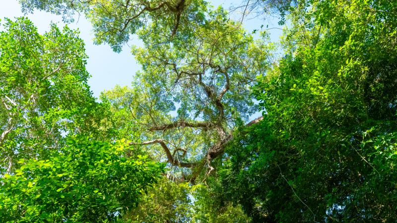 Jungle, Soroa Natural Reserve, Cuba, Jan. 17, 2020