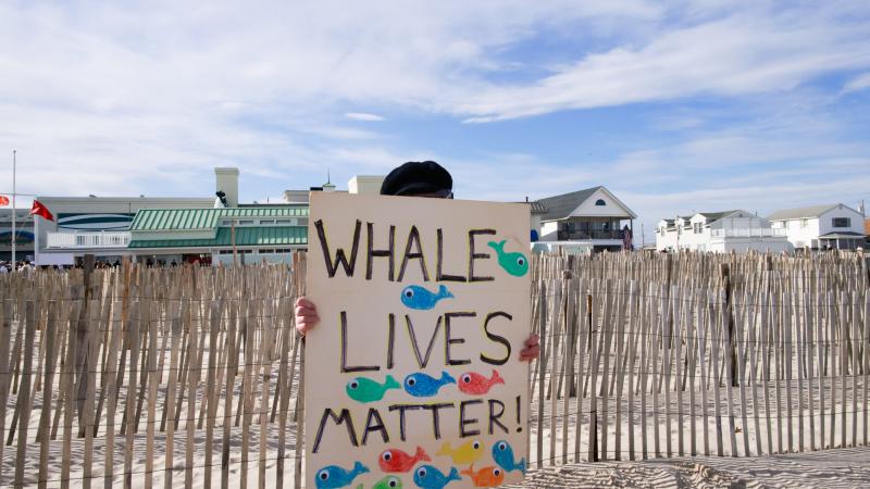 whale protest