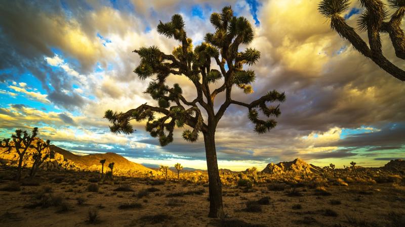 Joshua tree