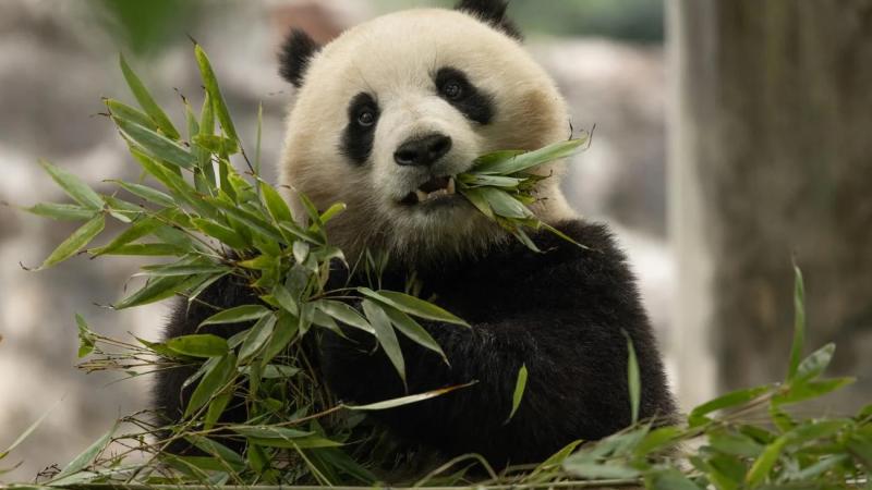 Two-year-old female giant panda Qing Bao, Sichuan, China May 17, 2024