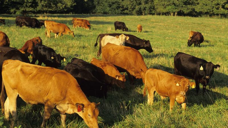 Cattle