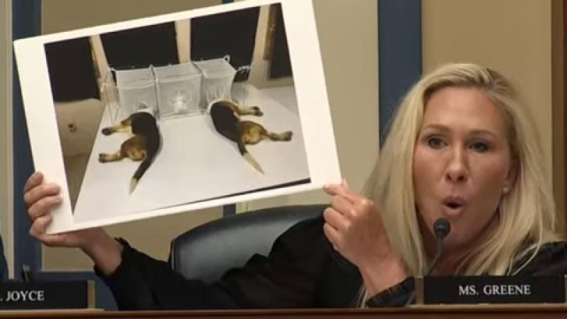 Rep. Marjorie Taylor Greene holds up Fauci puppy experiments at hearing
