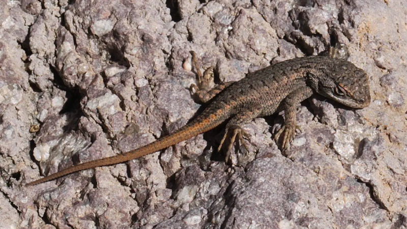Dunes Sagebrush Lizard