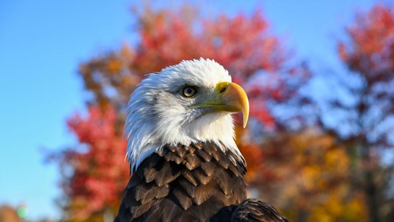 Bald eagle