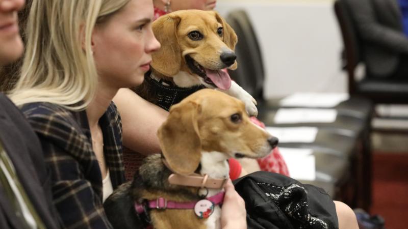 Lab rescued beagles at House Oversight Committee hearing