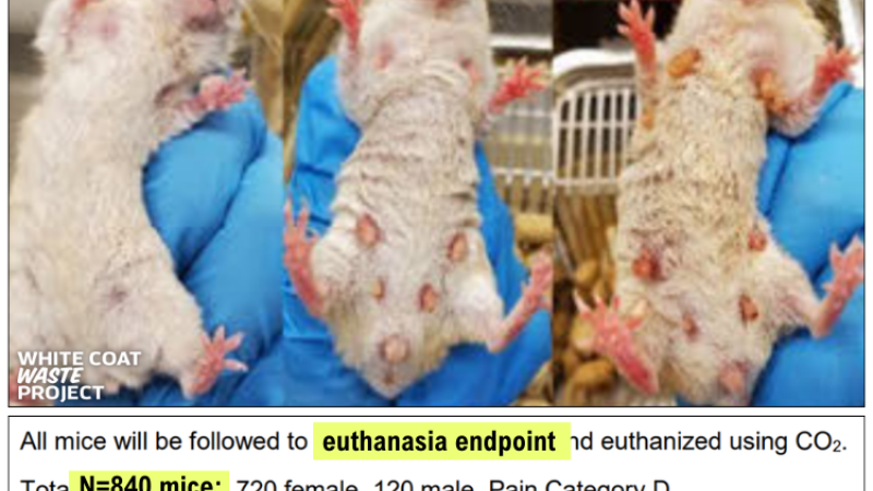 Harvard transgender mice experiment