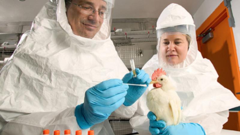 USDA bird flu gain-of-function collaboration with Chinese Academy of Sciences