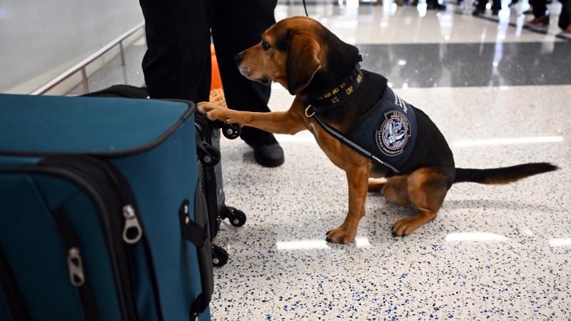 A dog trained to detect food and agricultural items from the US Customs and Border Protection (CBP) "Beagle Brigade" demonstrates luggage screening for prohibited items at Los Angeles International Airport (LAX) in Los Angeles, California on May 19, 2025.