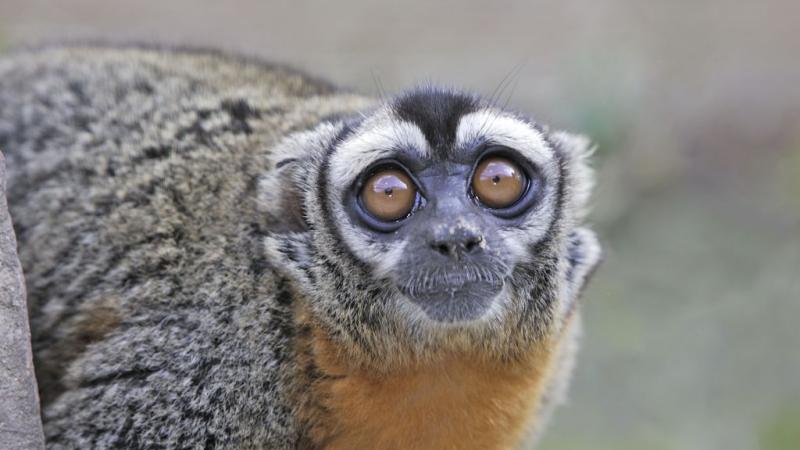 Nancy Ma's night monkey